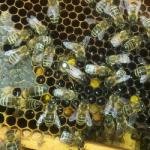 06-Bienen.jpg