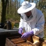 Bienen2020_11.jpg