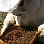 Bienen2020_12.jpg