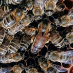 Bienen2020_19.jpg